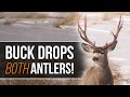 Buck Drops Both Antlers at Once! Mule Deer Shed Hunting (Wildlife)