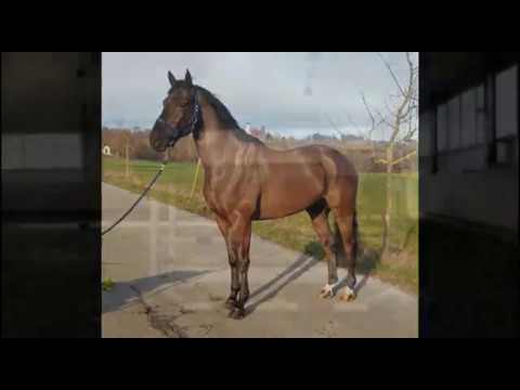 5y. Wallach/gelding v. Vigo D'Arsouilles - Darco -Voltaire