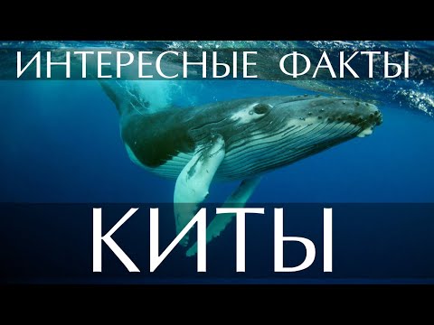 Интересные факты о Китах