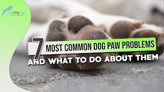 Dog Paw Problems: 7 Most Common Issues and What to Do About Them
