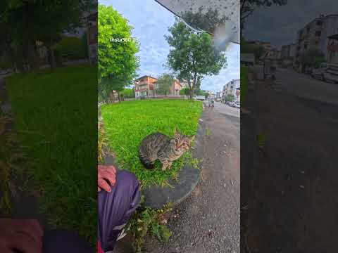 KEDİLER AYIRMAK İSTEDİM SADECE #keşfetteyiz #keşfetbeniöneçıkar #kesfeteyyiz