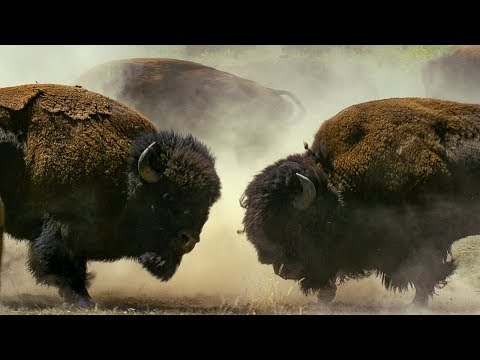 , title : 'Bison Fight for Mating Rights | BBC Earth'