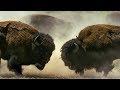 Bison Fight For Mating Rights BBC Earth
