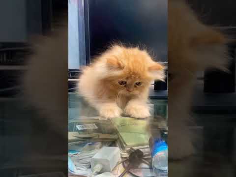 💜semi punch persian cat kitten available |8446853378| delivery all over india 🇮🇳