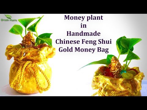 Money Plant In Handmade Feng Shui Gold Money Bag Feng Shui Money - money plant in handmade feng shui gold money bag feng shui money bag money plant green plants
