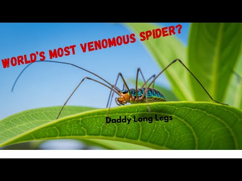 The Daddy Long Legs Myth That Fooled EVERYONE