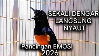 Download lagu Murai Batu Gacor AMPUH buat PANCINGAN Murai Batu Agar Bunyi Jadikan Burung Murai Gacor EMOSI mp3