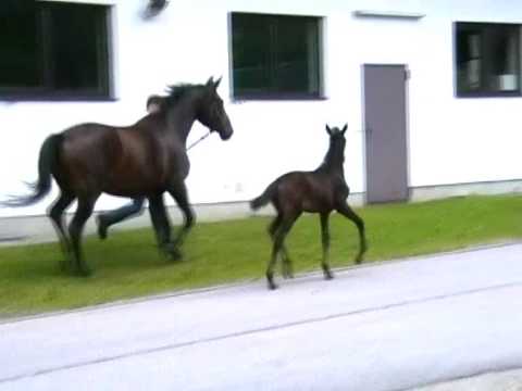 Flame of  Quaterback Juni 09