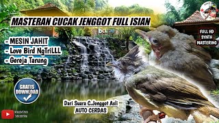 Download lagu MASTERAN CUCAK JENGGOT FULL ISIAN MESIN JAHIT Love Bird NgeTriLL sambung Gereja mp3