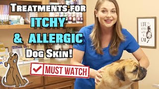 Treat Itchy and Allergic Dog Skin!!! | MUST WATCH