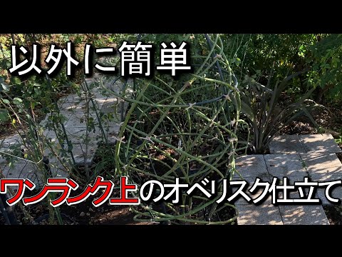 円柱状の岩梨「オベリスク」 植物