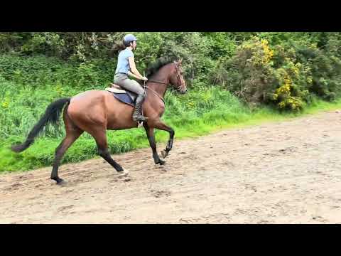 5 year old gelding by Valent -Proper event type 🌟 - Image 2