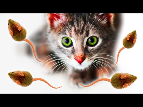 Jeux pour chats 🐭 Rongeurs : Attraper des Souris 🐭  Mettez votre chat devant cette vidéo. JEU VIDEOS
