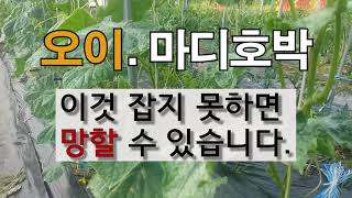 오이. 마디호박 이것 잡지 못하면 망할 수 있습니다. #주말농장 오이 가꾸기# 마디호박 가꾸기.