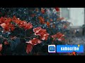 Show Flower Video Best Flower Video Short Sad Song