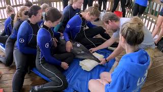 Rough-Toothed Dolphin Hearing Test