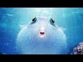 Puff: Wonders of the Reef | Official Trailer | Netflix - MOVIE TRAILER TRAILERMASTER