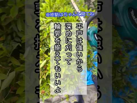 冬にツツジを保護するにはどうすればよいですか？この多量の開花植物を維持するにはどうすればよいでしょうか?  庭園