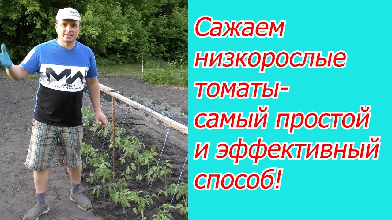 Показываю самый простой и эффективный способ посадки низкорослых томатов!