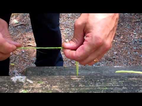 download lagu mp3 mp4 Rope Grape, download lagu Rope Grape gratis, unduh video klip Rope Grape