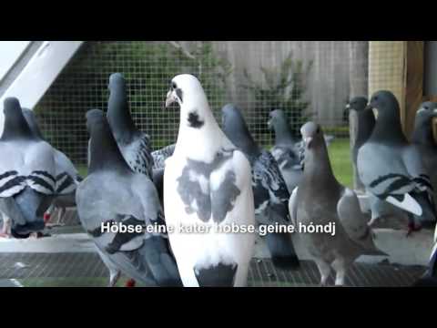 Auwt Prinse Zöstere | Höbse doeve..... (halve finalist LVK 2017)