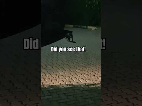 Did you see that!