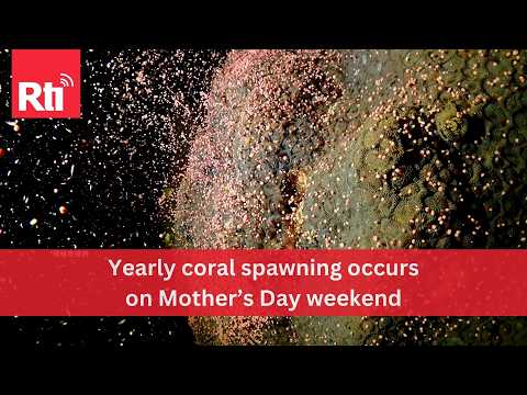Yearly coral spawning occurs on Mother’s Day weekend | Taiwan News | RTI