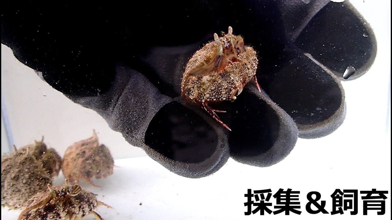 海で捕まえた恥ずかしがり屋のカニを飼育してみたら可愛すぎた【アクアリウム】