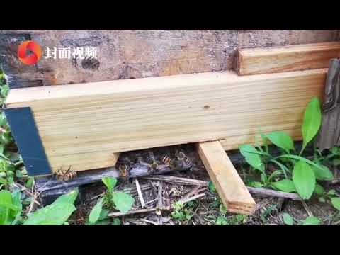 Earth day | Sichuan: Beautiful nature of Anyue offers a unique “ The Lemon Festival “