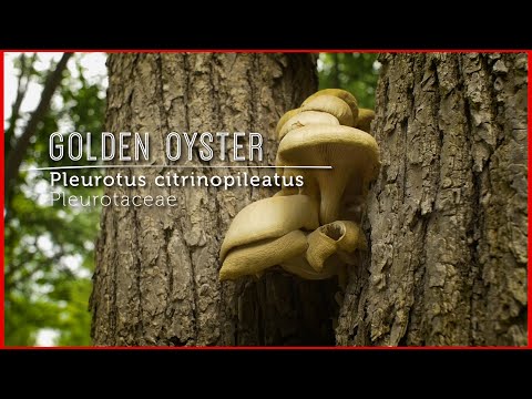 Meet GOLDEN OYSTER Mushroom: Wild Gourmet EXOTIC (New Video Lesson)
