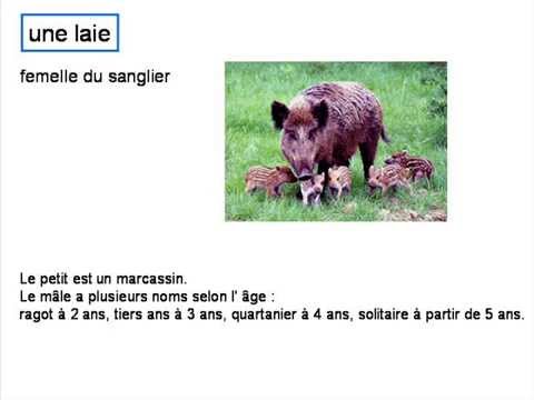 lait laid laie lai lé les l'ai l'aie l'es l'est