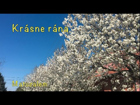 Krásne rána - Matuzalem