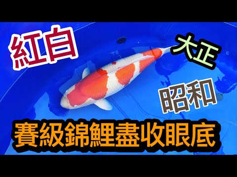 昭和錦鯉