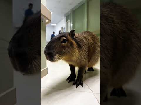 Uma capivara foi vista dentro do hospital de Tacaratu PE