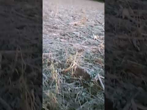 geada são bernardino sc 25-06-2025