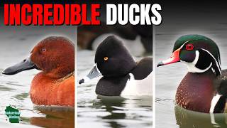 We Got Face-to-Face with Wild Ducks!