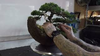 Preparing My Itoigawa Juniper Bonsai: For The Ayrshire Open Bonsai Show In Scotland