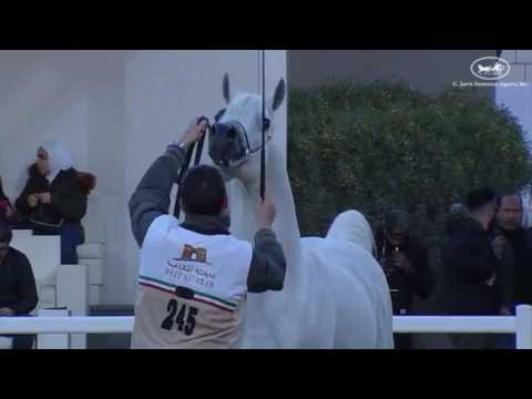 Mountassar al zobir SILVER CAMPION  Kuwait