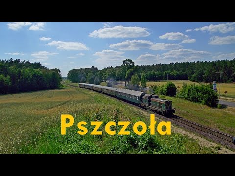 2019.06.23 Pszczoła