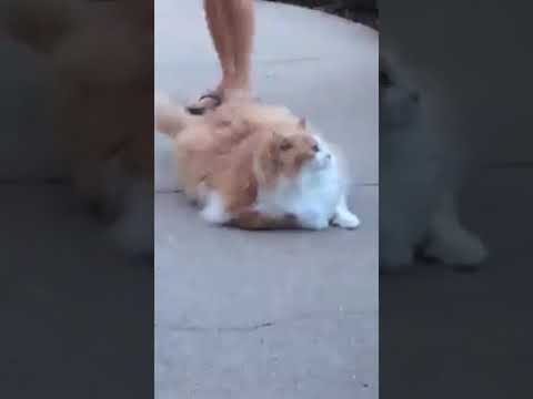 Жирный кот убегает от хозяйки