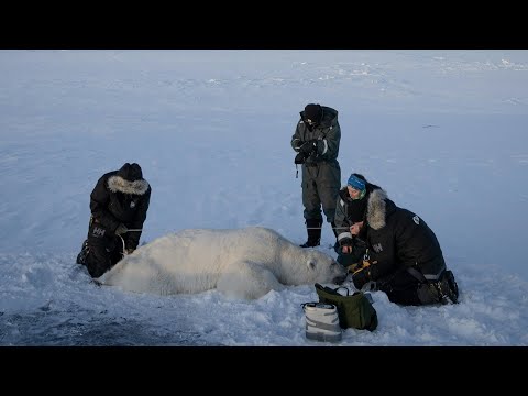 Polar bears shed light on Arctic pollutants | AFP