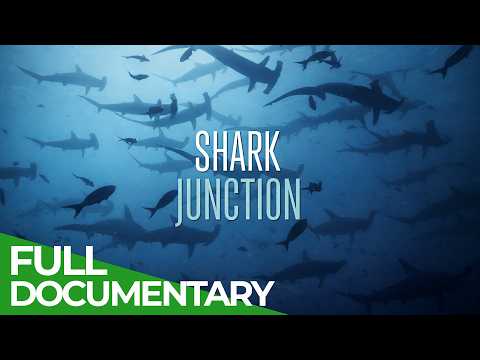 Shark Junction: The Ocean s Deadliest Crossroads
