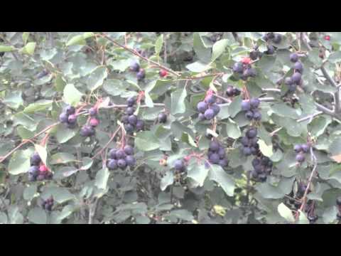 Growing Saskatoons at The Saskatoon Farm