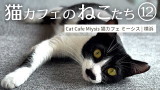 猫カフェのねこたち12　猫カフェ ミーシス