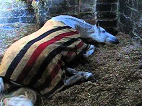 download lagu mp3 mp4 Danilon For Horses, download lagu Danilon For Horses gratis, unduh video klip Danilon For Horses