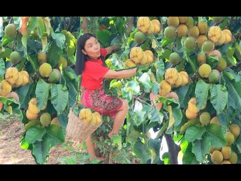 wow gril meet fruit santol awesome natural for food   eating delicious