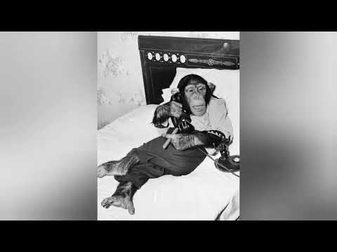 🌴 Brazilian Trap Type Beat – “Sol Alto” | Matuê x WIU x Veigh Type Beat 🌴