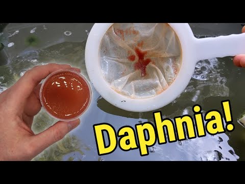How I Culture Daphnia In Outdoor Tubs