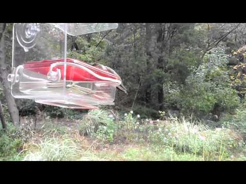 Rufous Hummingbird in Connecticut