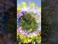 Beautiful Flowers Status Nature Shortvideo Song Rose Love